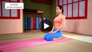 A-11- Cat pose on the forearms